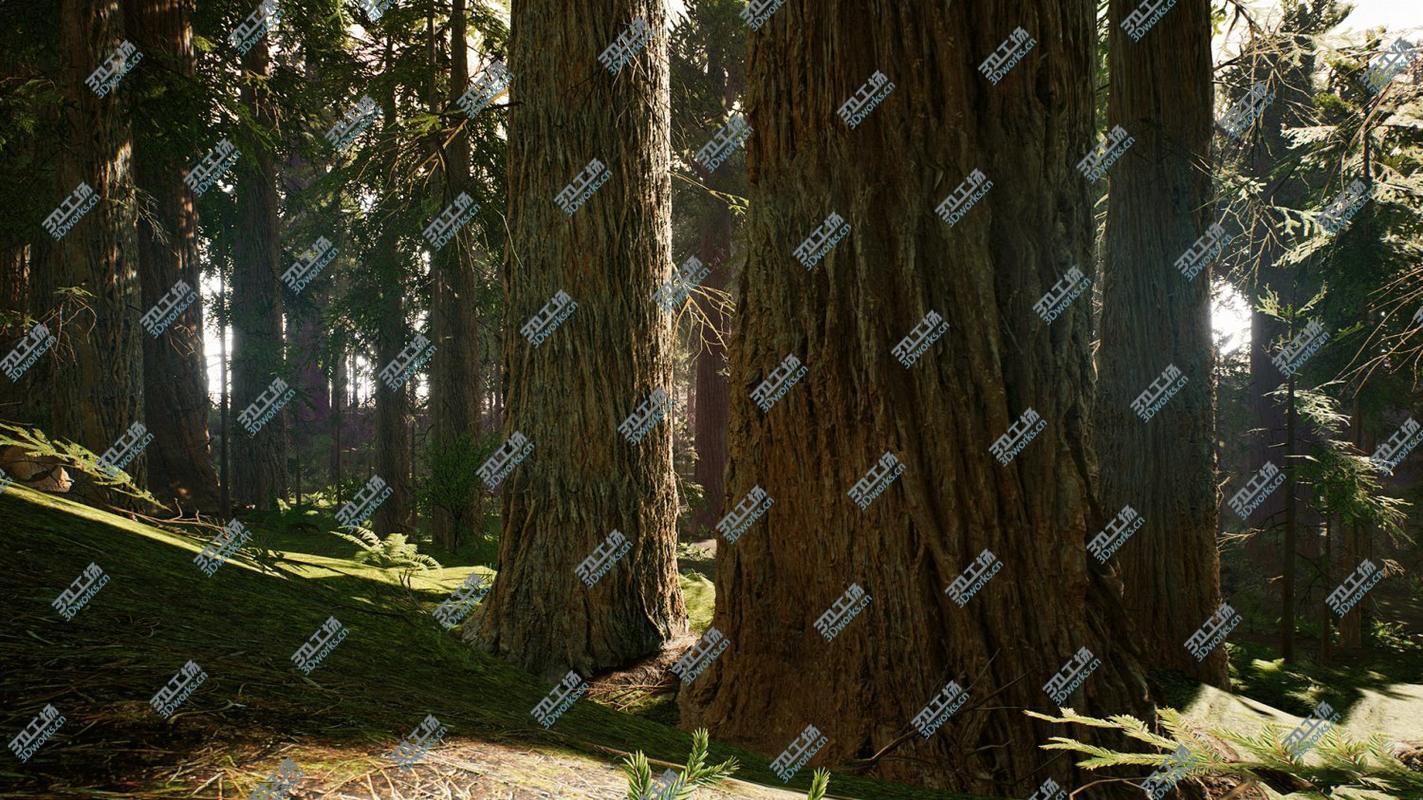 images/goods_img/202105073/Redwood Forest for Game Ready model/2.jpg